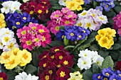 PRIMULA, PRIMULA, PRIMROSE