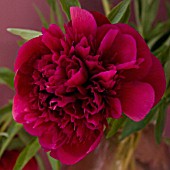 PAEONIA, PEONY