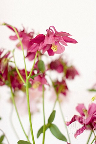 AQUILEGIA_AQUILEGIA_COLUMBINE