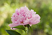 PAEONIA LACTIFLORA ‘SARAH BERNHARDT’, PEONY