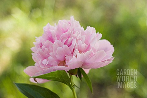 PAEONIA_LACTIFLORA_SARAH_BERNHARDT_PEONY