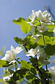 DEUTZIA GRACILIS, DEUTZIA