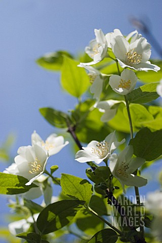 DEUTZIA_GRACILIS_DEUTZIA