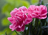 DIANTHUS, CARNATION