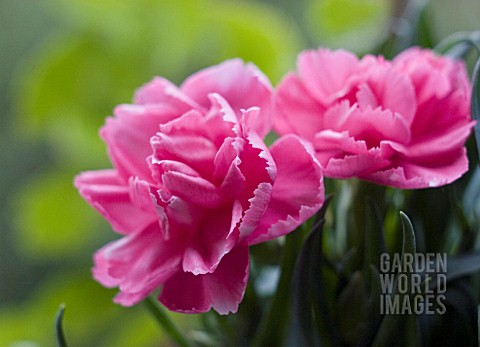 DIANTHUS_CARNATION