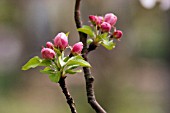 MALUS DOMESTICA, APPLE