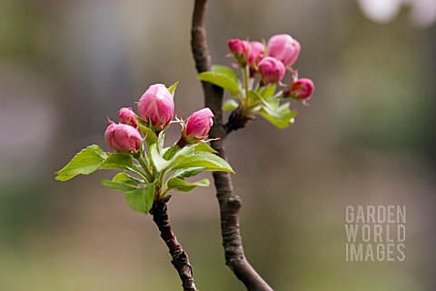 MALUS_DOMESTICA_APPLE