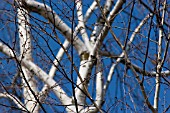 BETULA JACQUEMONTII, BIRCH