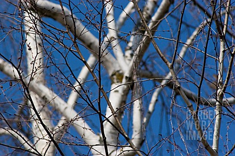 BETULA_JACQUEMONTII_BIRCH