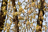 FAGUS SYLVATICA, BEECH