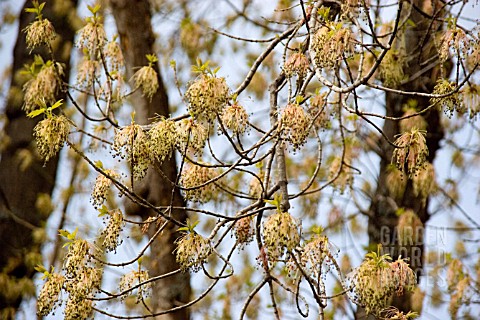 FAGUS_SYLVATICA_BEECH