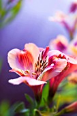 ALSTROEMERIA