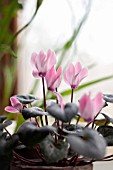 CYCLAMEN