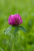 TRIFOLIUM PRATENSE