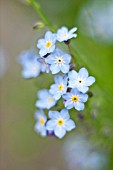 MYOSOTIS ARVENSIS