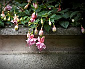 FUCHSIA IN CONTAINER