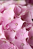 PINK HYDRANGEA