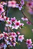 PRUNUS PERSICA BLOSSOM