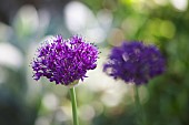 Allium, Allium cultivar, two purple coloured flowerheads growing outdoor.