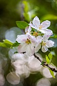 Apple tree, Malus domestica, White flower blossoms growing outdoor.