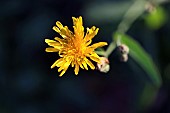 Dandelion, Taraxacum officinale, Yellow coloured flowers growing outdoor with butterfly.