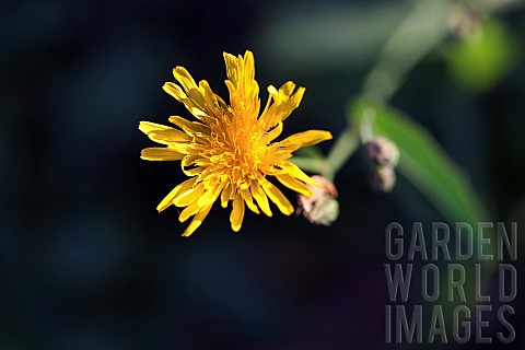 Dandelion_Taraxacum_officinale_Yellow_coloured_flowers_growing_outdoor_with_butterfly