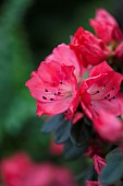 Azalea, Rhododendron cultivar, Pink flowers growing outdoor.