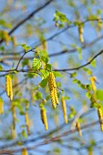 Birch tree, Betula cultivar, Yellow flowers growing outdoor.