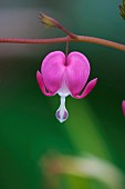 Bleeding Heart, Dicentra spectabilis, Pink flower growing outdoor.