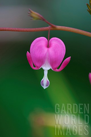 Bleeding_Heart_Dicentra_spectabilis_Pink_flower_growing_outdoor