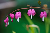 Bleeding Heart, Dicentra spectabilis, Pink flowers growing outdoor.