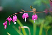 Bleeding Heart, Dicentra spectabilis, Pink flowers growing outdoor.