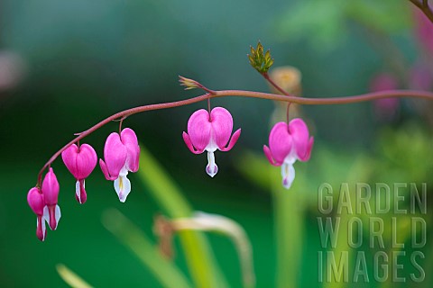 Bleeding_Heart_Dicentra_spectabilis_Pink_flowers_growing_outdoor