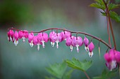 Bleeding Heart, Dicentra spectabilis, Pink flowers growing outdoor.