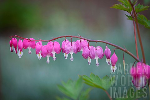 Bleeding_Heart_Dicentra_spectabilis_Pink_flowers_growing_outdoor