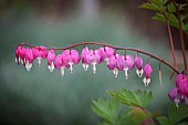 Bleeding Heart, Dicentra spectabilis, Pink flowers growing outdoor.