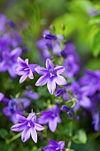 Blue bellflowers, Campanula carpatica, Purple coloured flowers growing outdoor.