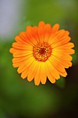 Marigold, Calendula officinalis, Close up of orange coloiured flower growing outdoor.