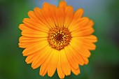 Marigold, Calendula officinalis, Close up of orange coloiured flower growing outdoor.