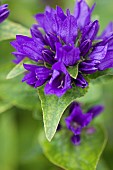 Bellflower, Campanula lingulata, Close up of purple coloured flower growing outdoor.