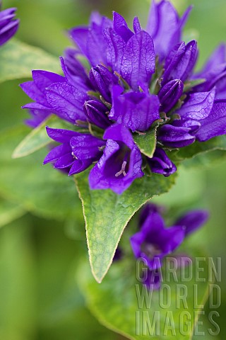 Bellflower_Campanula_lingulata_Close_up_of_purple_coloured_flower_growing_outdoor