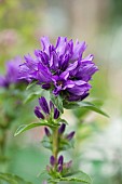 Bellflower, Campanula lingulata, Close up of purple coloured flower growing outdoor.