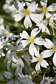 Snow in Summer, Cerastium tomentosum, Mass of white flowers growing outdoor.