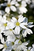 Snow in Summer, Cerastium tomentosum, Mass of white flowers growing outdoor.