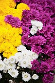 Chrysanthemum, Mass of multi coloured flowers growing outdoor.