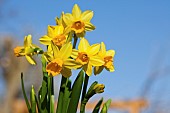 Daffodil, Narcissus, Yelllow flowers growing outdoor against a blue sky.