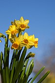 Daffodil, Narcissus, Yelllow flowers growing outdoor against a blue sky.