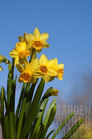 Daffodil_Narcissus_Yelllow_flowers_growing_outdoor_against_a_blue_sky