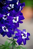 Delphinium, Purple coloured flowers growing outdoor.