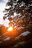 Elder, Sambucus nigra, White flowers growing outdoor seen with sunlight behind.